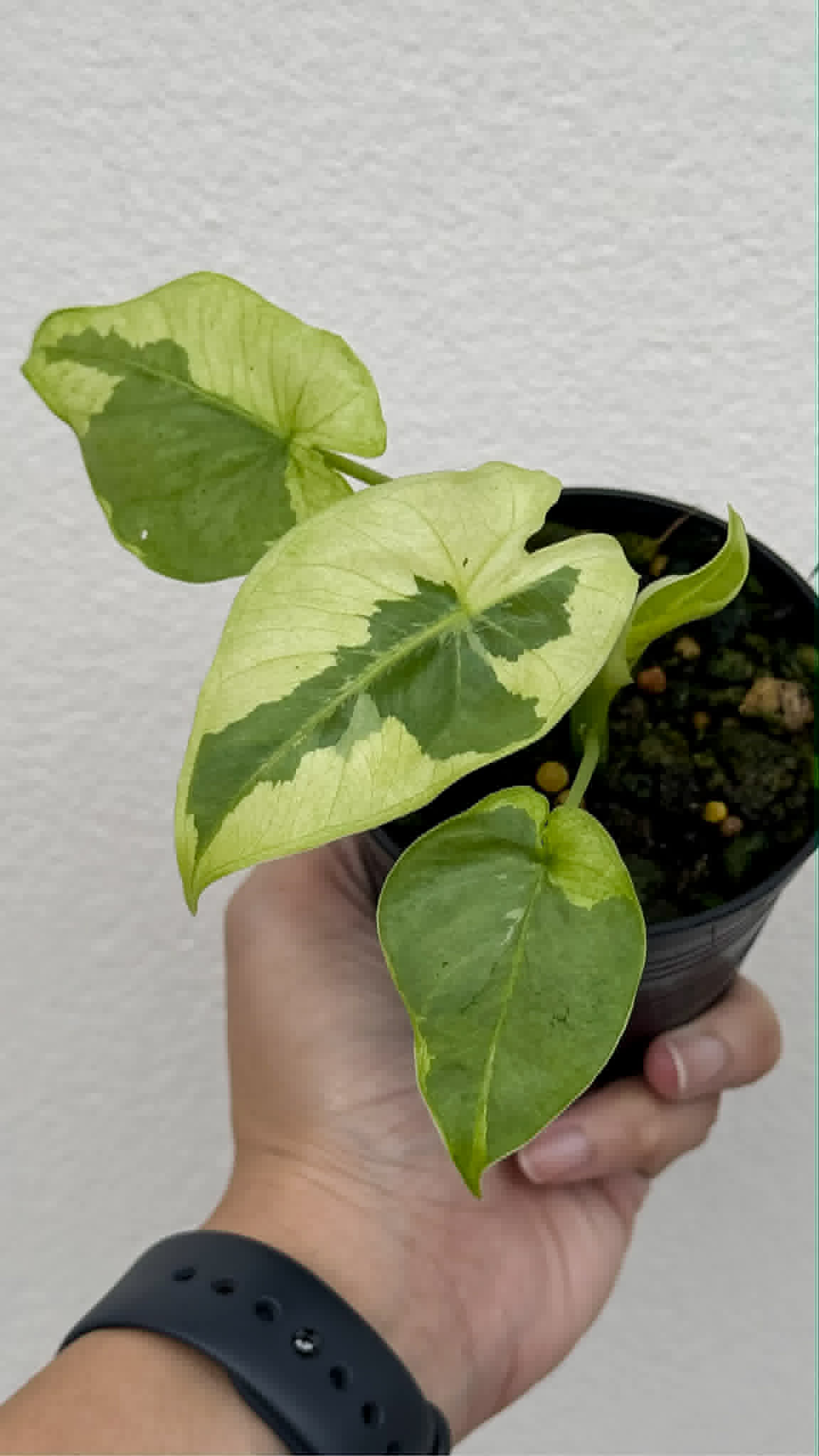 Alocasia Epilithica Silver Lime Lava - Pre Order