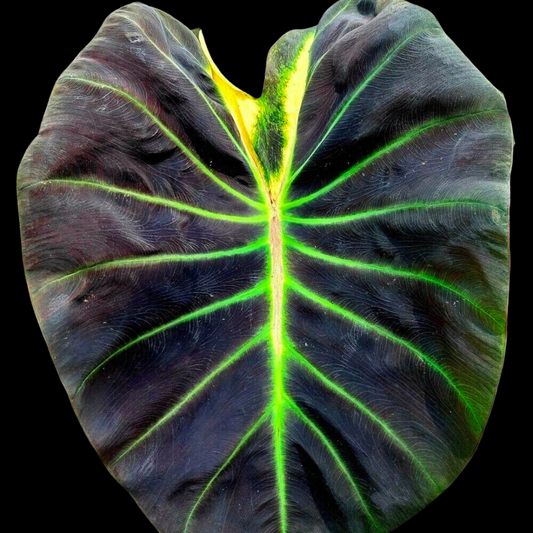 Colocasia Glowing Bones (PRE-ORDER)-COLO05