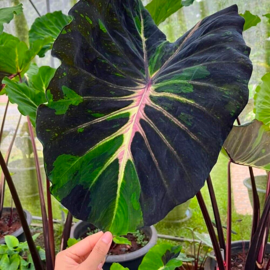 Colocasia Starlight (PRE-ORDER)-COLO27