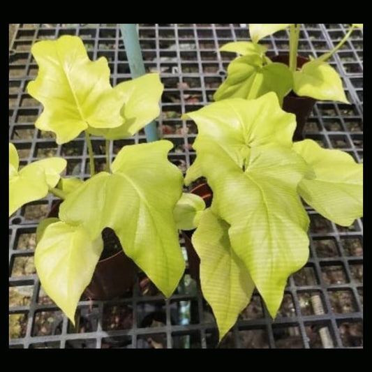 Philodendron warscewiczii ’ Aurea' (PRE-ORDER)-JUL10