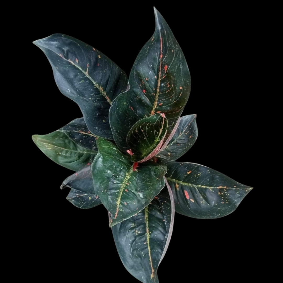 Aglaonema Black Tiara (PRE-ORDER) - JAN020