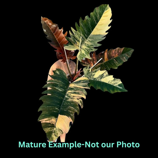 Philodendron Caramel Marble Var  - Pre Order JU20