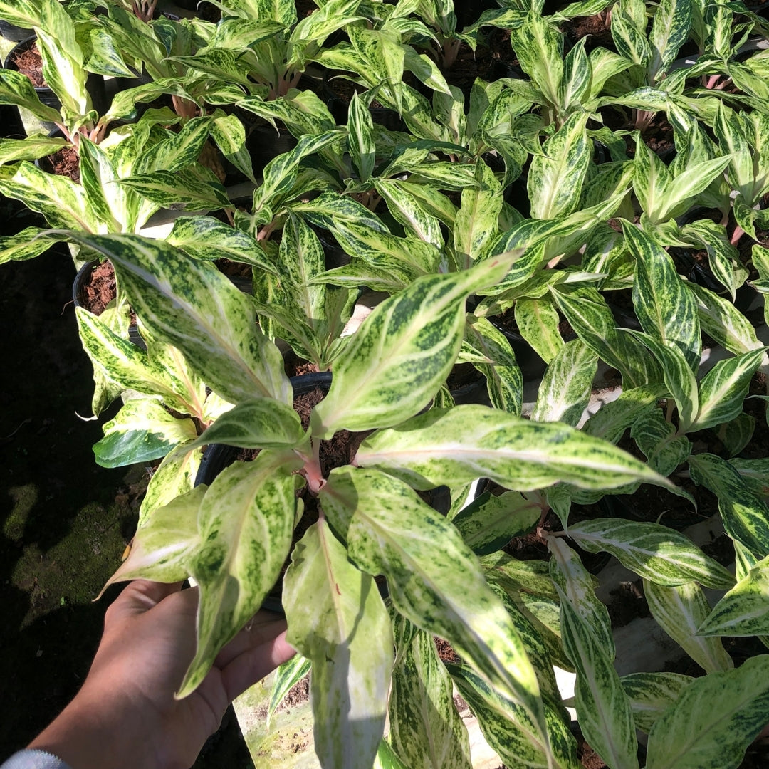 Aglaonema White Panama (PRE-ORDER) -JAN204