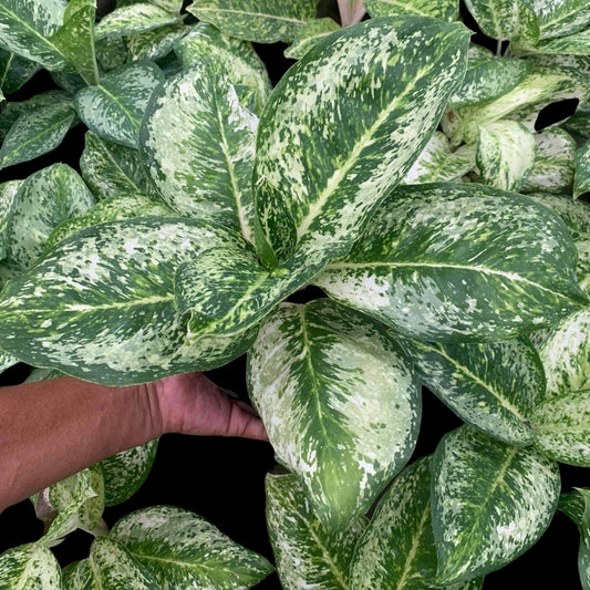 Aglaonema White Rose (PRE-ORDER) -JAN205