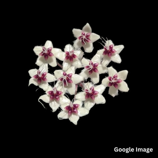 Hoya Flagellata (Large) PRE-ORDER-JULY205