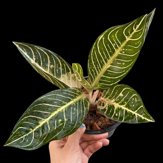 Aglaonema White Sumatra (PRE-ORDER) -JAN207