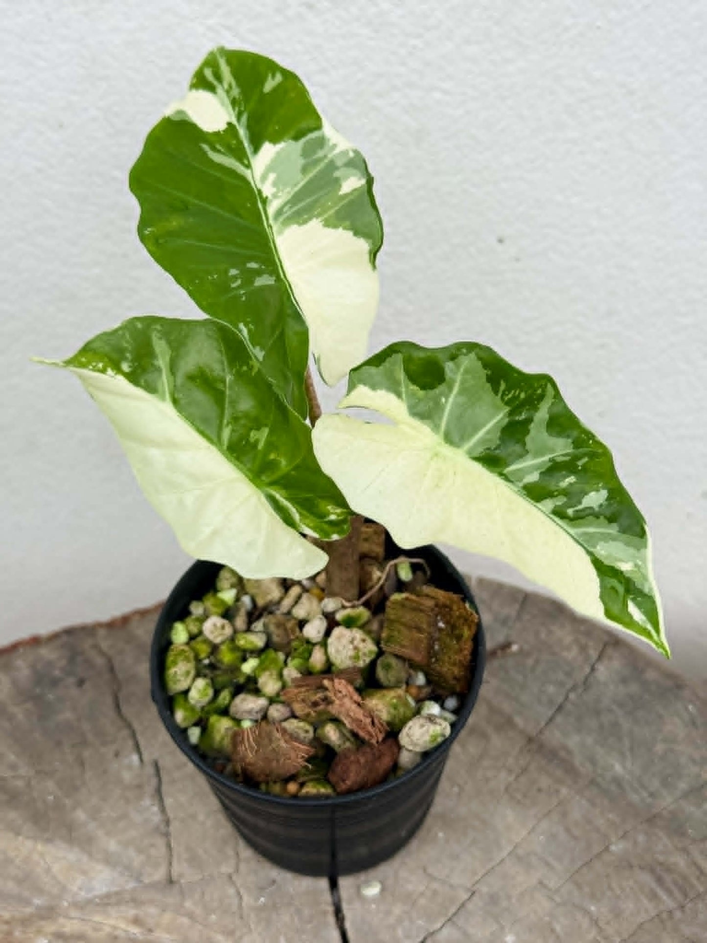 Alocasia Low Rider Albo - Pre Order