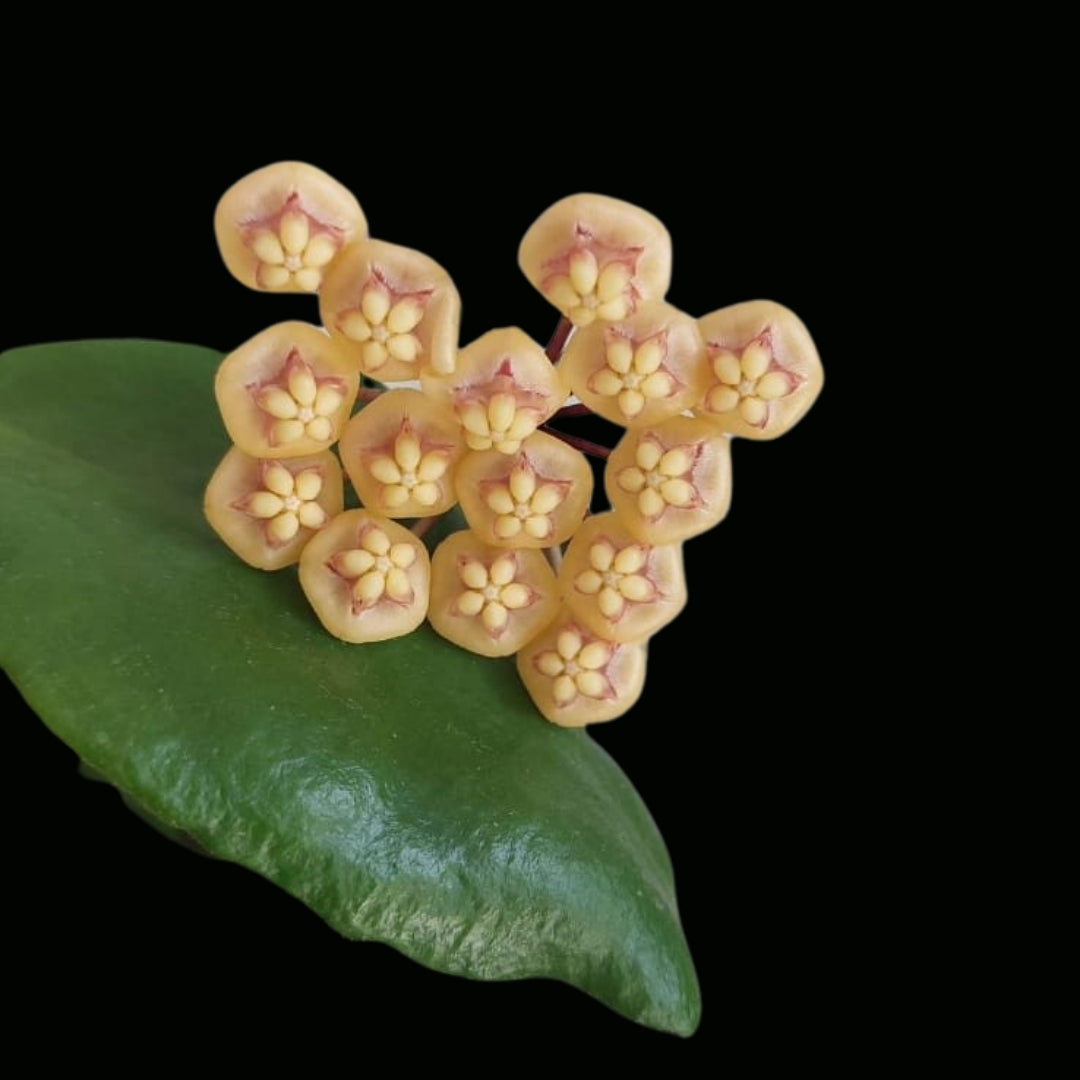 Hoya kloppenburgii Large (PRE-ORDER)-JULY207