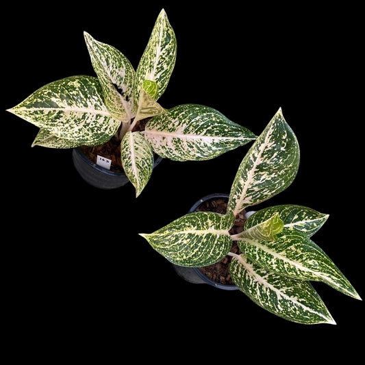 Aglaonema White Tiara (PRE-ORDER) -JAN208