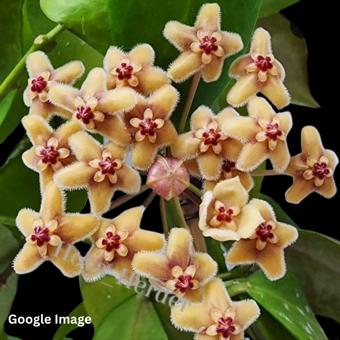 Hoya Flavida (Large) PRE-ORDER-JULY208