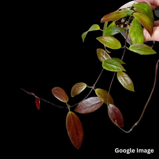 Hoya Flavida (Large) PRE-ORDER-JULY208