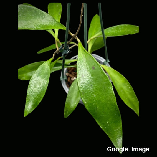 Hoya kloppenburgii Long Leaves Large (PRE-ORDER)-JULY208