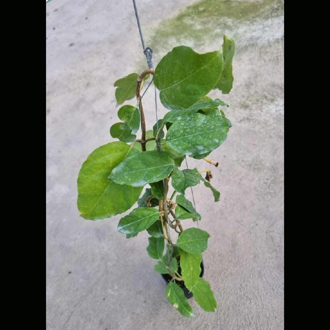 Hoya Lasiantha (Large) PRE-ORDER-JULY317