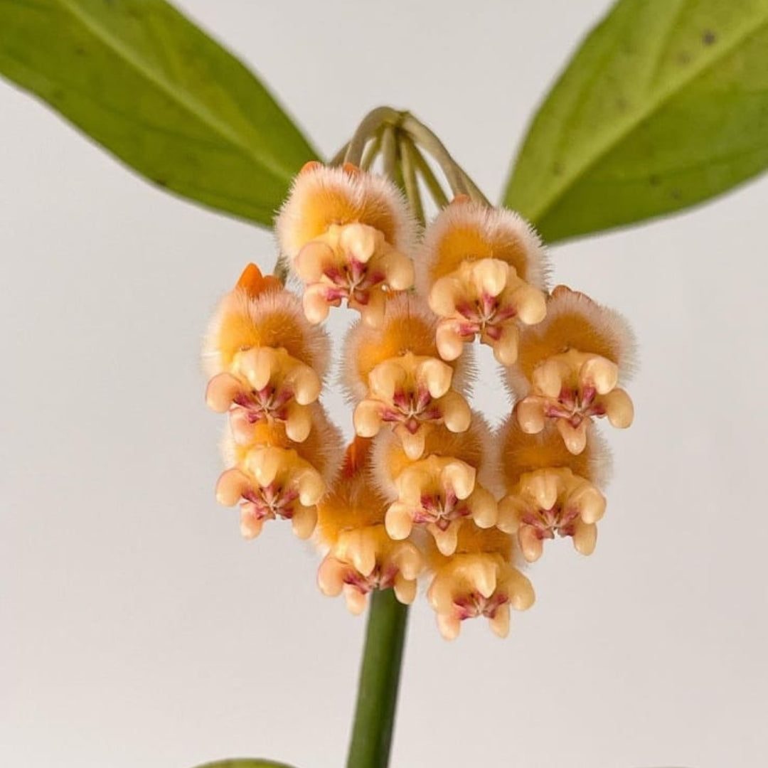 Hoya Lasiantha (Large) PRE-ORDER-JULY317