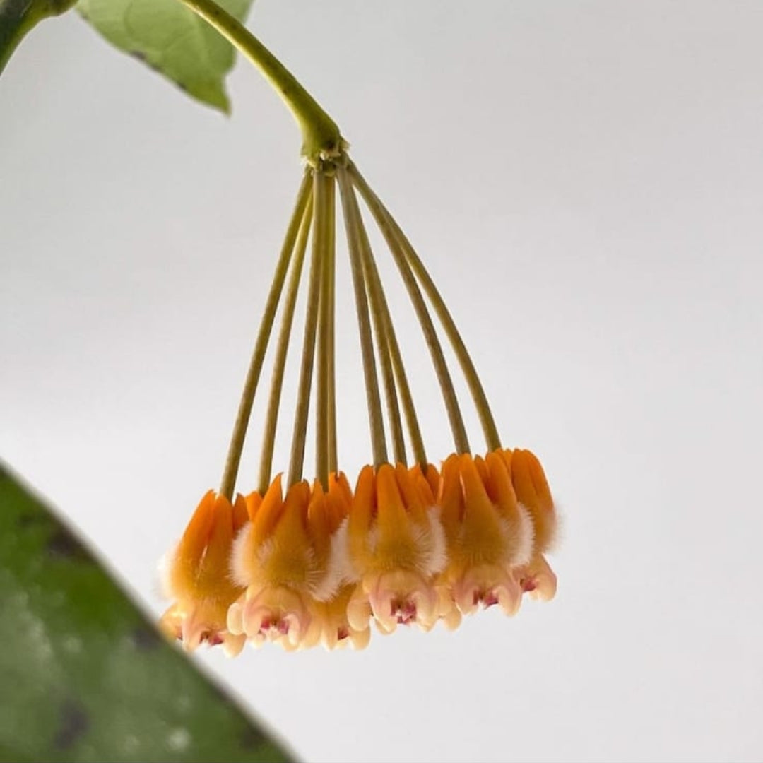 Hoya Lasiantha (Large) PRE-ORDER-JULY317