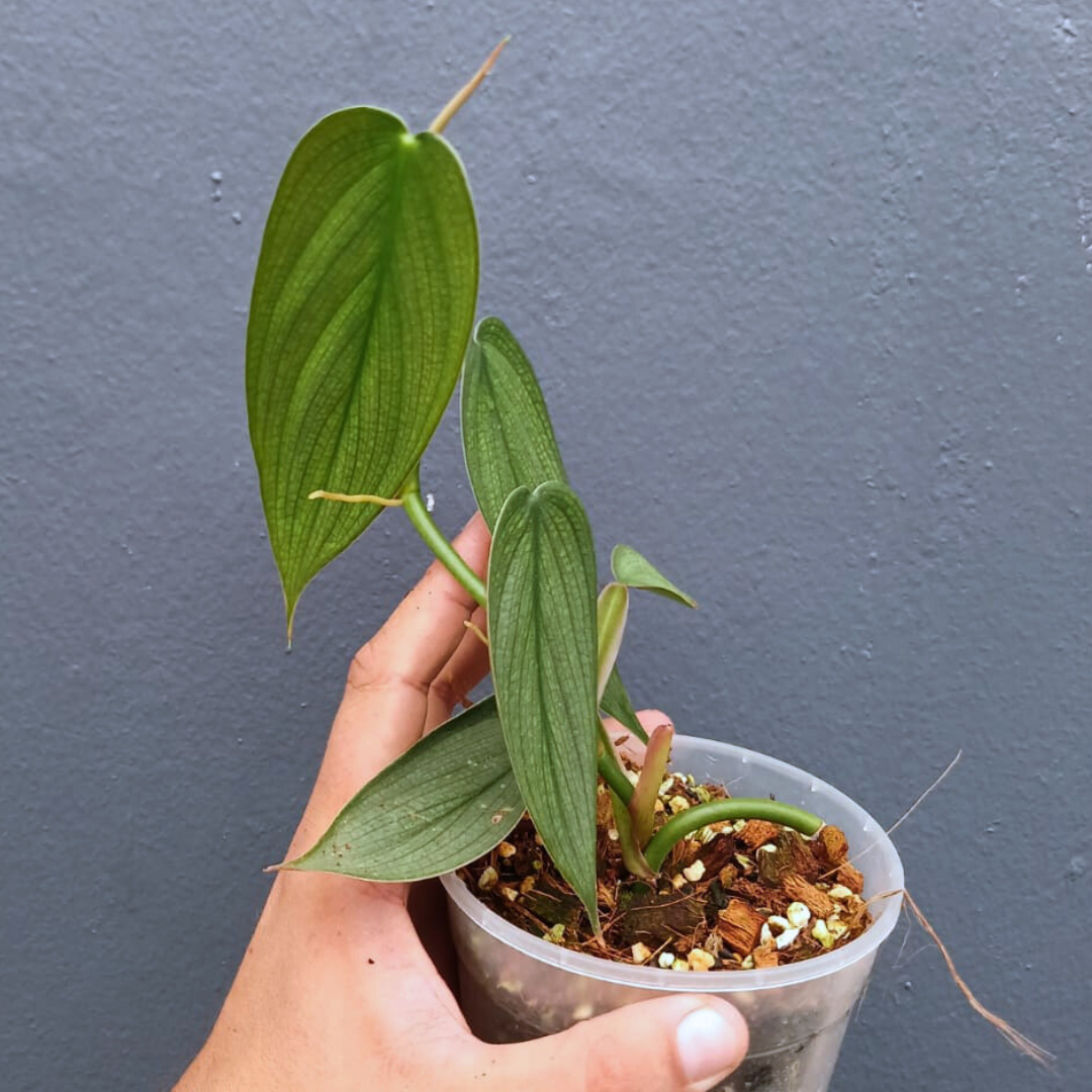 Philodendron Burle Marx Fantasy