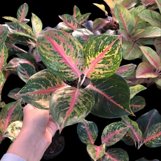 Aglaonema Boxing (PRE-ORDER) - JAN021