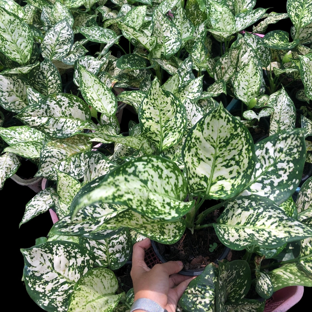 Aglaonema White Unyamanee 3in1  (PRE-ORDER) -JAN210