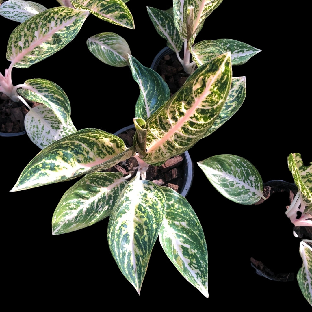 Aglaonema White Widuri (PRE-ORDER) -JAN211