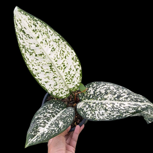 Aglaonema World of Heritage (Long Leaves) (PRE-ORDER) -JAN212
