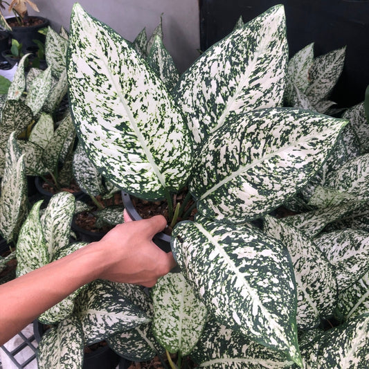Aglaonema World of Heritage (Round Leaves) (PRE-ORDER) -JAN213