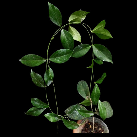 Hoya Globulifera (Large) PRE-ORDER-JULY216