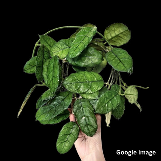 Hoya Globulosa  (Large) PRE-ORDER-JULY217