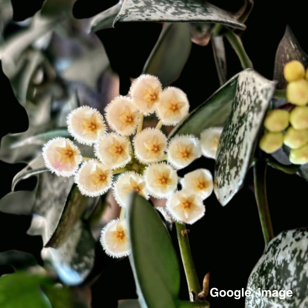 Hoya Lacunosa Silver Large (PRE-ORDER)-JULY217