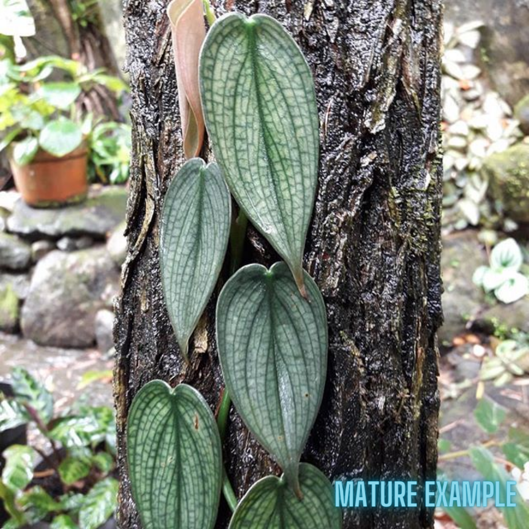 Philodendron Burle Marx Fantasy