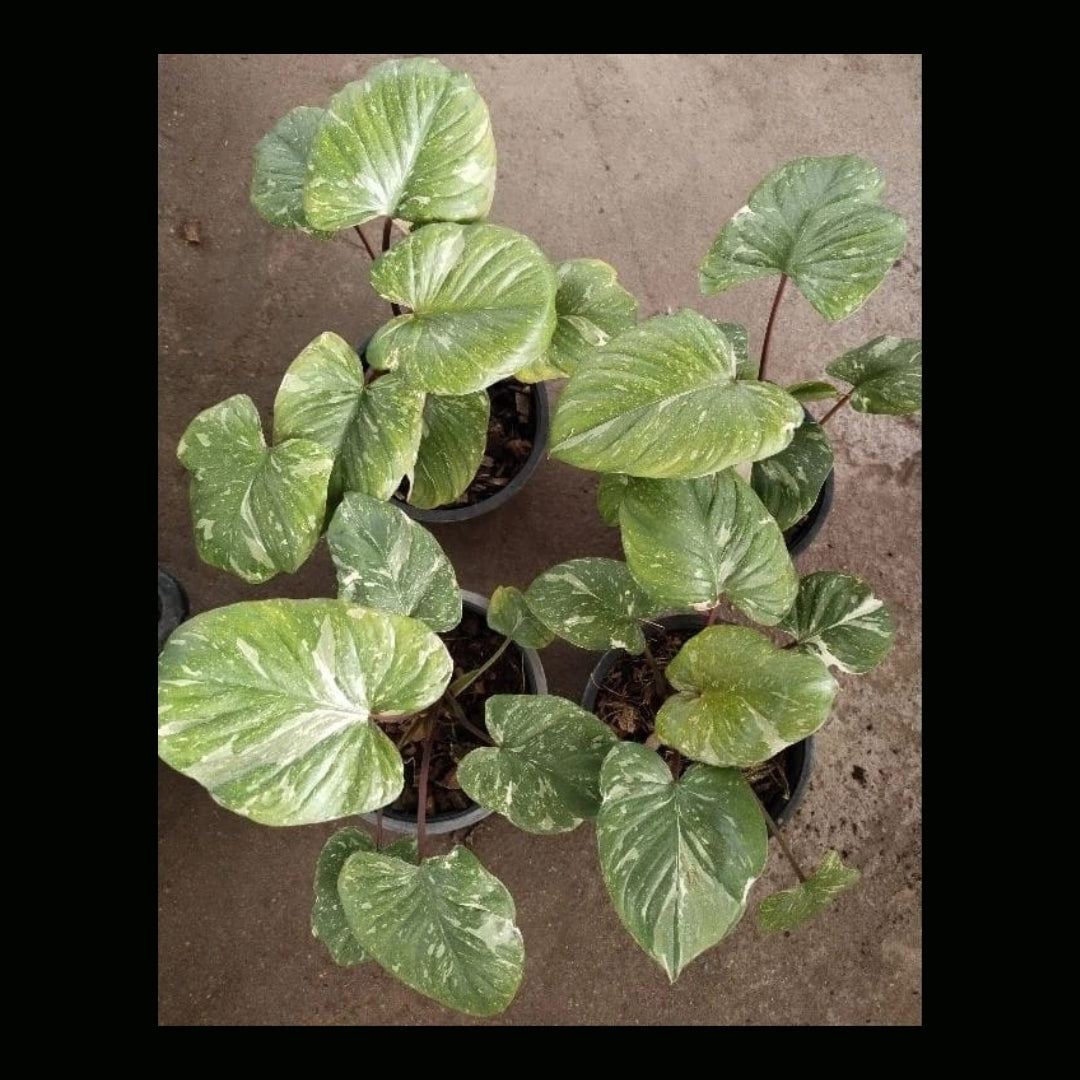 Homalomena Rubescens Variegated (PRE-ORDER) -JUL33