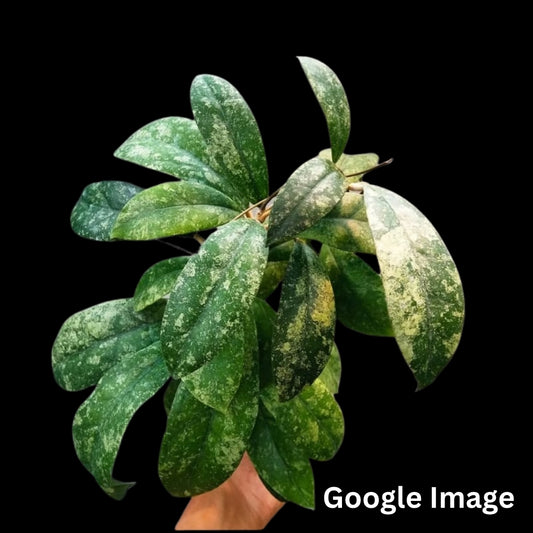 Hoya Aff. Lambii Splash (Small) PRE-ORDER-JULY021