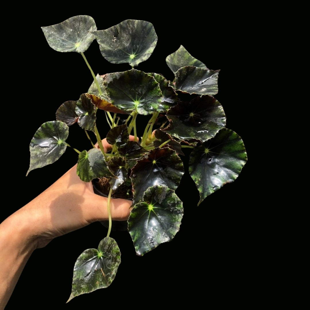 Begonia Bowerae Bethlehem star (PRE-ORDER)-JUL022 – Fuzzy Roots