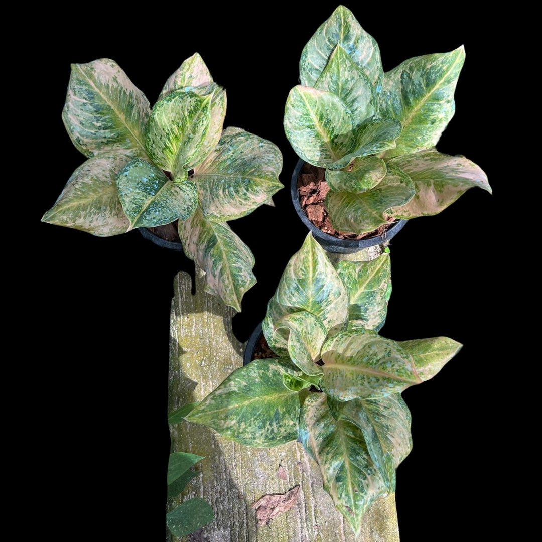 Aglaonema Boy Scout (PRE-ORDER) - JAN022