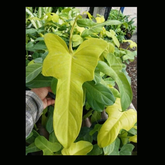 Philodendron Golden Violin (PRE-ORDER) -JUL34