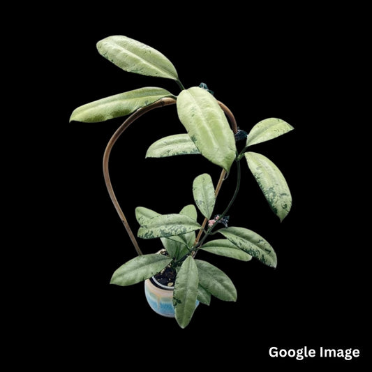 Hoya Griffithii Silver (Small) PRE-ORDER-JULY221