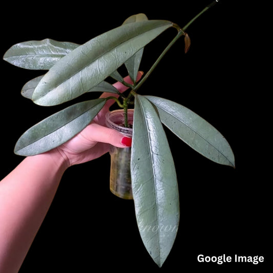 Hoya Griffithii Silver Clone (Small) PRE-ORDER-JULY222
