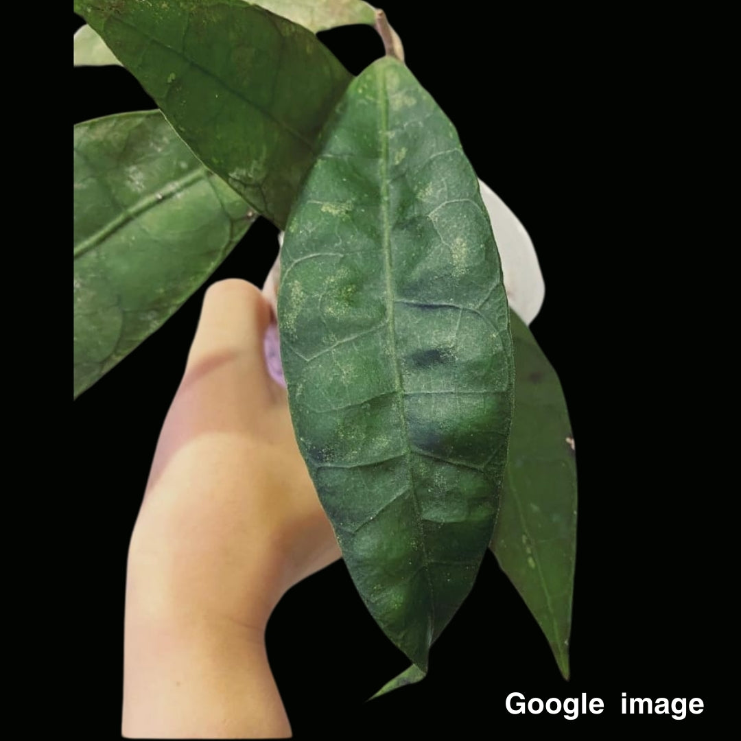 Hoya Lambii Long Leaves Large (PRE-ORDER)-JULY221