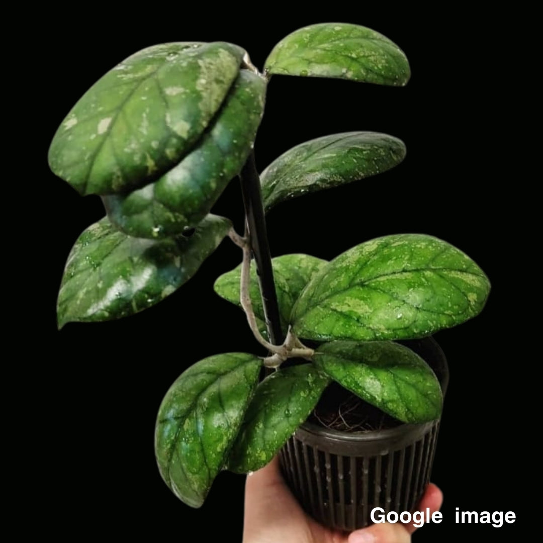 Hoya Larisa Large (PRE-ORDER)-JULY223