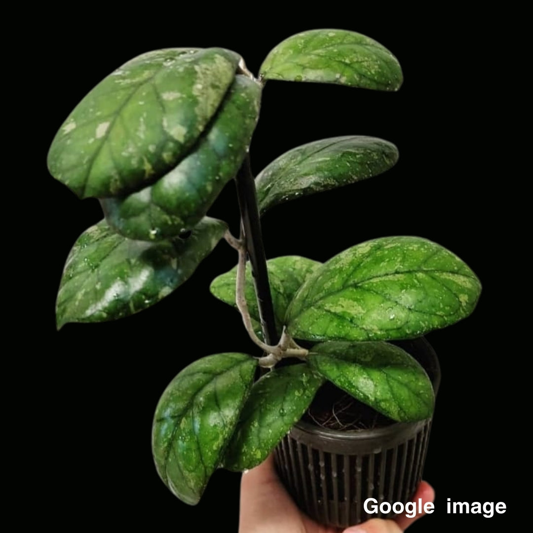 Hoya Larisa Large (PRE-ORDER)-JULY223