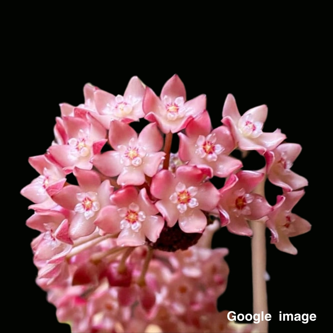 Hoya latifolia Large (PRE-ORDER)-JULY225