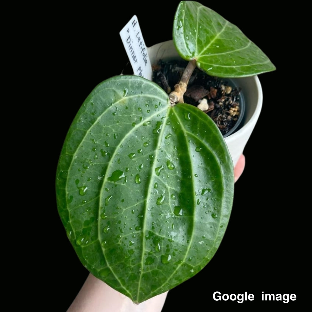 Hoya latifolia Large (PRE-ORDER)-JULY225