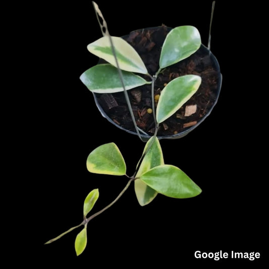 Hoya Halconensis (Medium) PRE-ORDER-JULY226