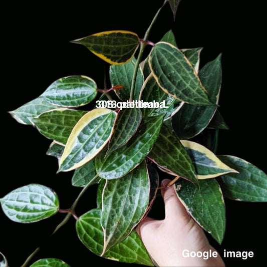 Hoya Latifolia Albomarginata Large (PRE-ORDER)-JULY226