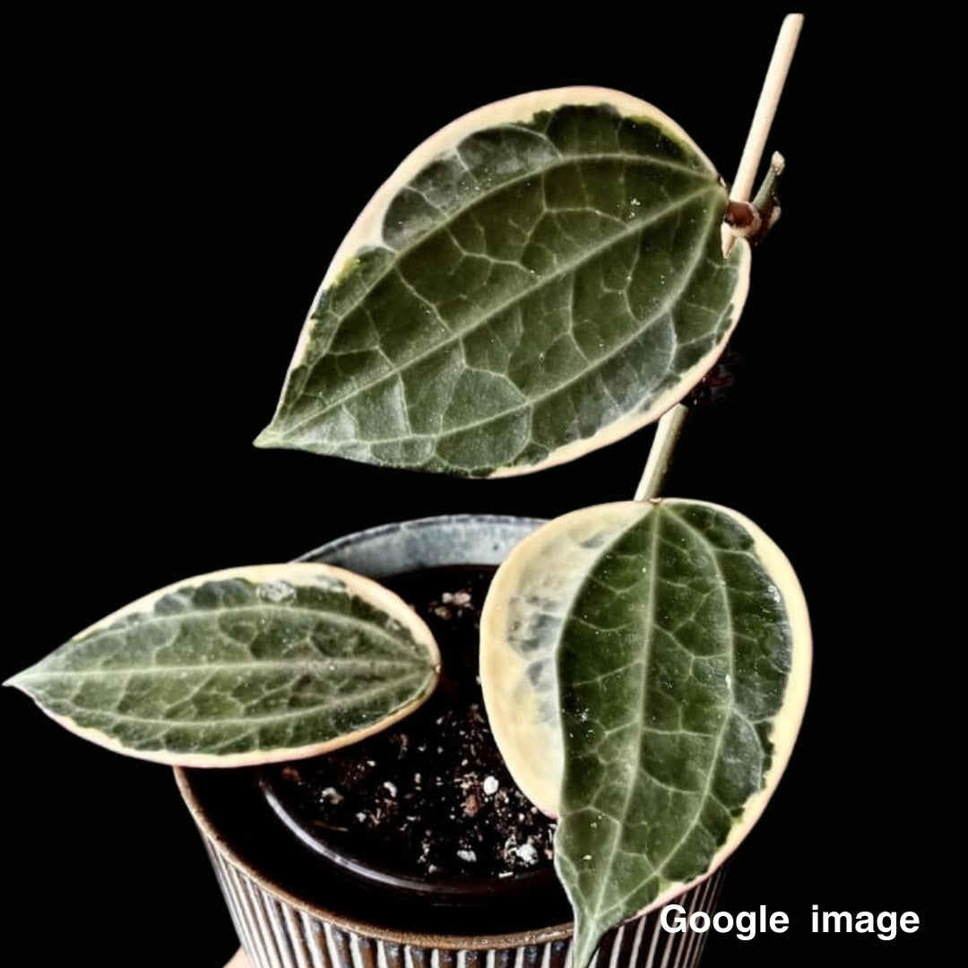 Hoya Latifolia Albomarginata Large (PRE-ORDER)-JULY226