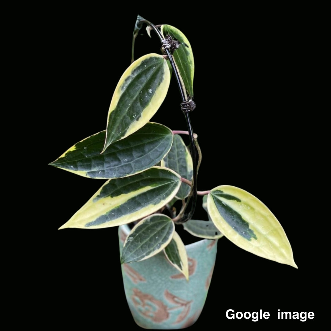 Hoya Latifolia Albomarginata Large (PRE-ORDER)-JULY226