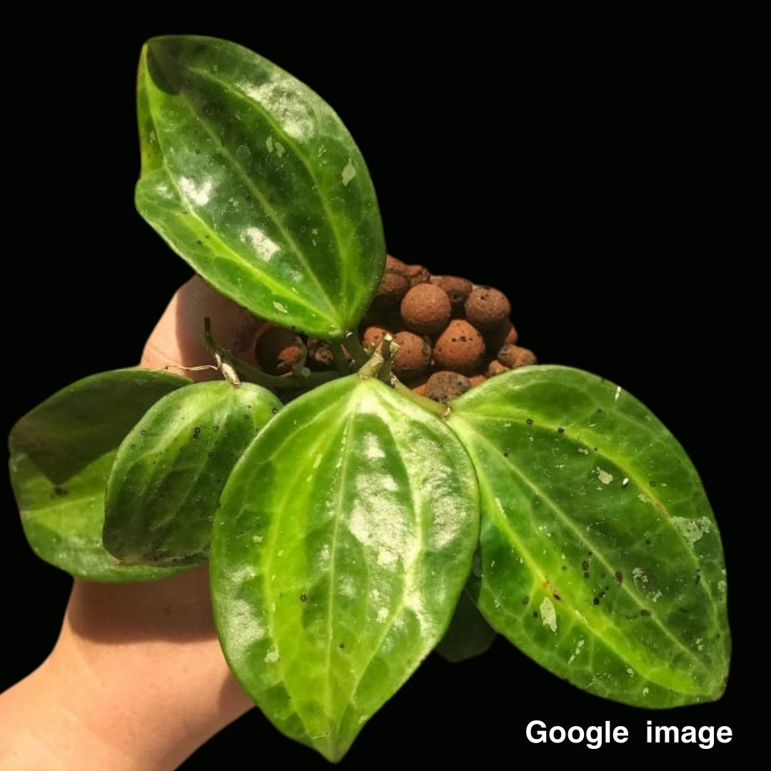 Hoya Latifolia Bai Bua Albomarginata Large (PRE-ORDER)-JULY227