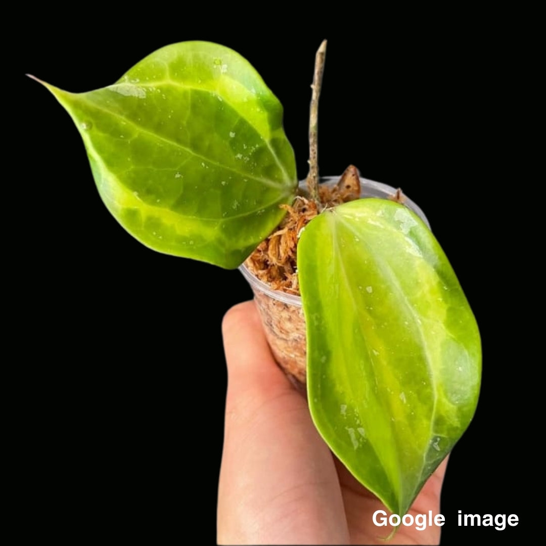 Hoya Latifolia Bai Bua Albomarginata Large (PRE-ORDER)-JULY227