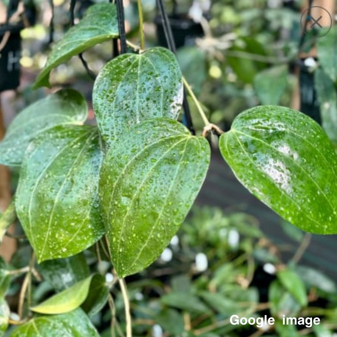 Hoya Latifolia Small Leaves Large (PRE-ORDER)-JULY228