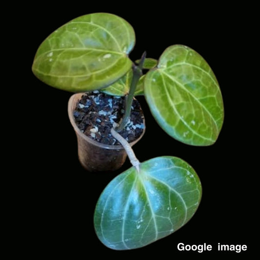 Hoya Latifolia Small Leaves Large (PRE-ORDER)-JULY228