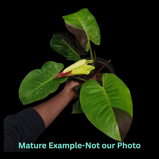 Philodendron Red Moon/Yellow Flame - Pre Order JU22